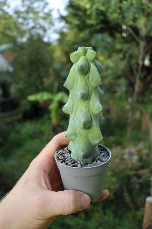 Myrtillocactus geometrizans Fukurokuryuzinboku "boobie cactus"