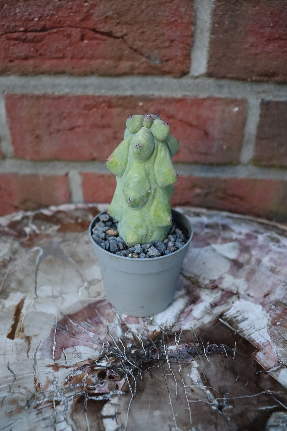 Myrtillocactus geometrizans „boobie cactus“