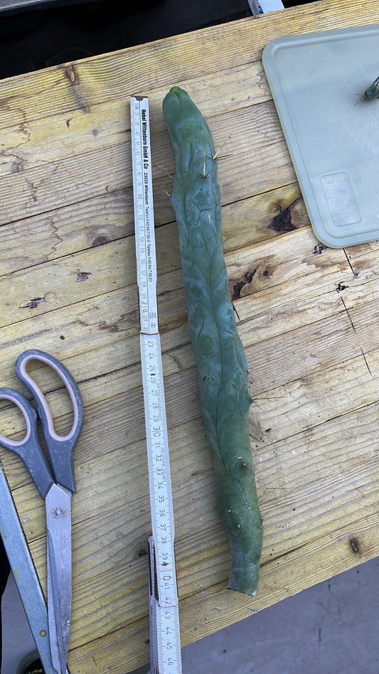 Trichocereus bridgesii monstrosus long – Einzelstück #0002