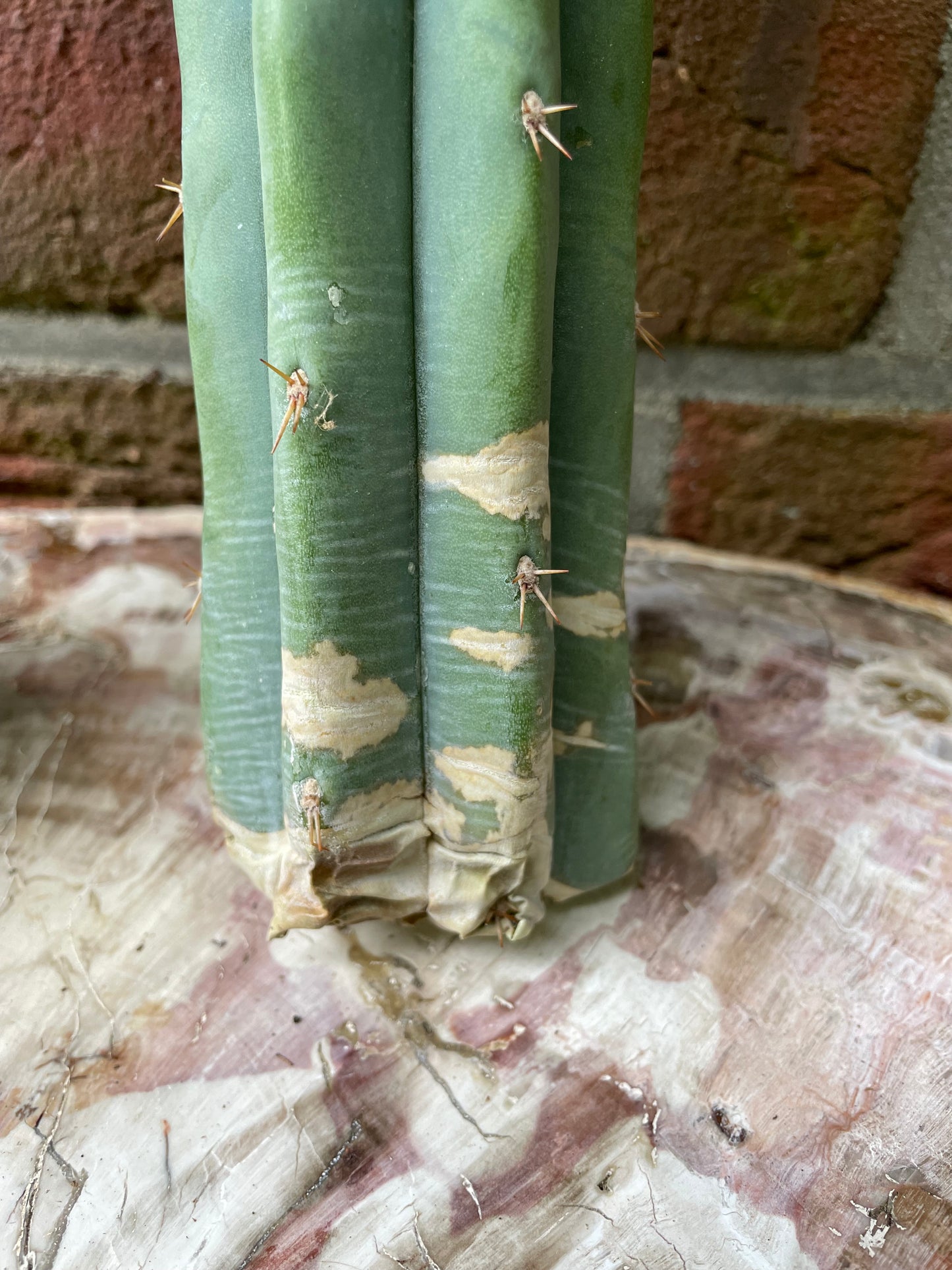 2x Trichocereus ssp B-Ware