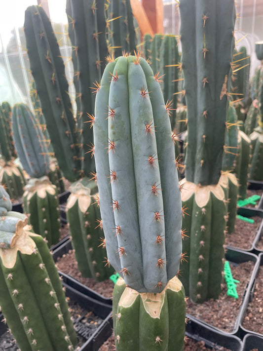 Trichocereus peruvianus Sharxx Blue