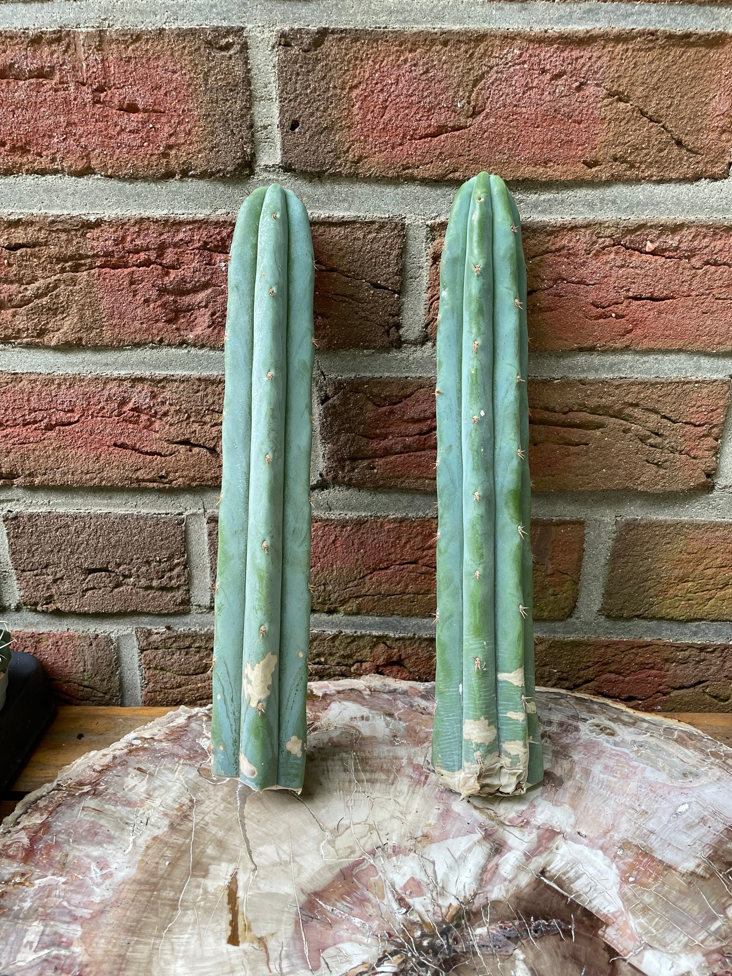 2x Trichocereus ssp B-Ware