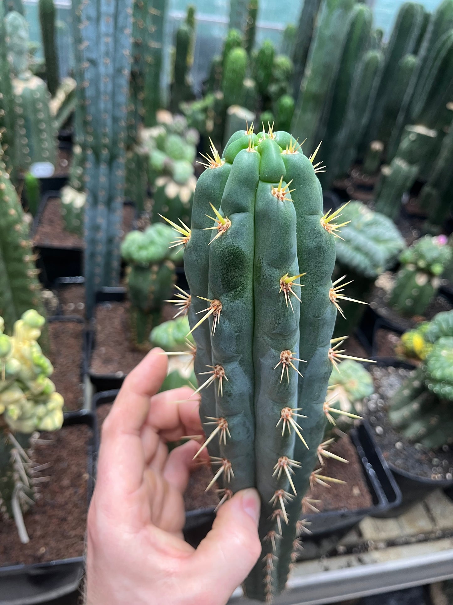 Trichocereus knuthianus fields garden