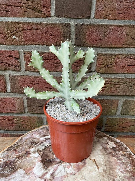 Euphorbia lactea cv. white ghost "Dragon Bone"