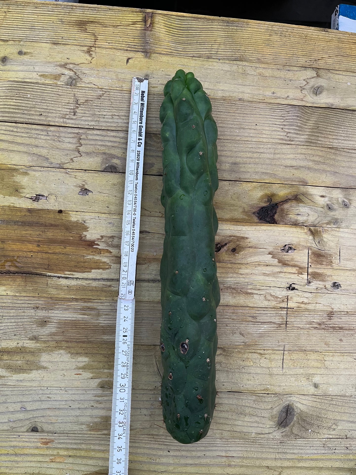 Trichocereus pachanoi monstrosus Einzelstück