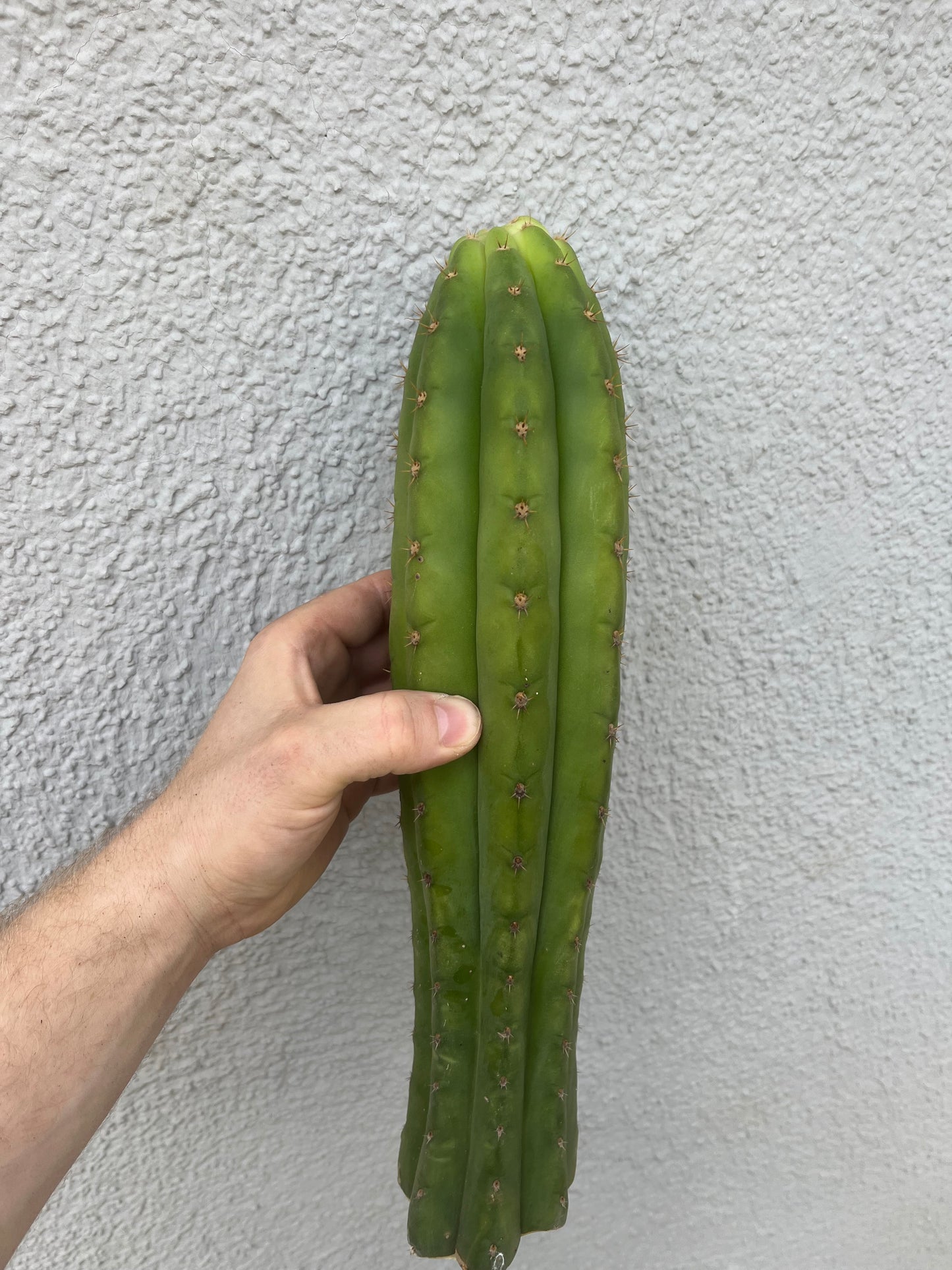 SET 10x Trichocereus pachanoi 30cm !B-Ware!