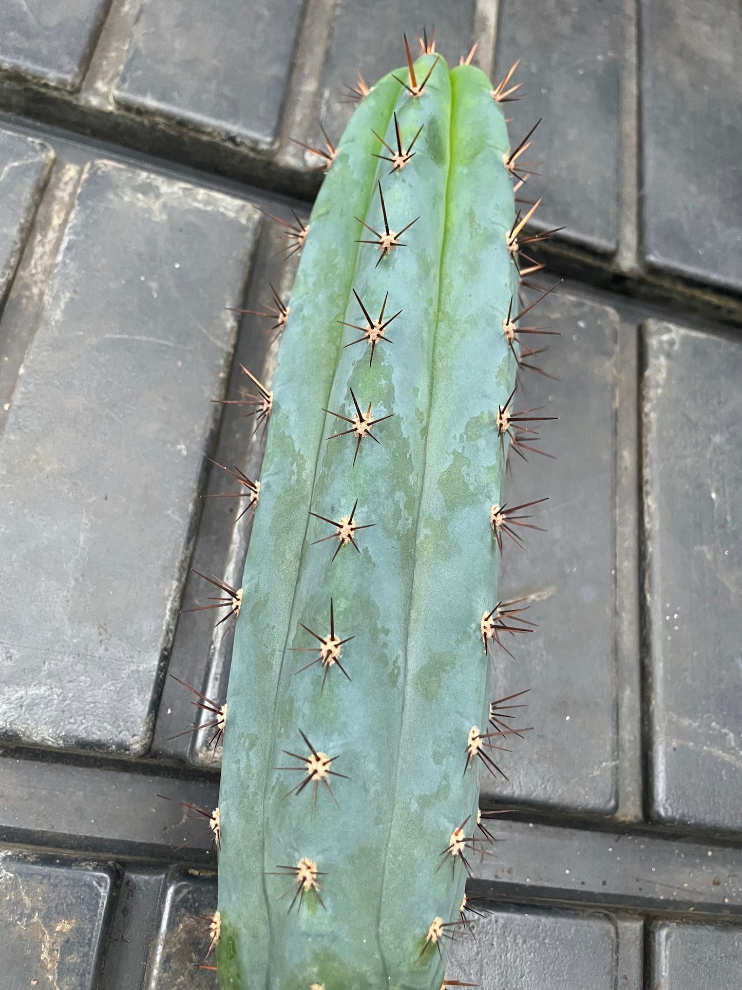 Trichocereus peruvianus Roseii 2