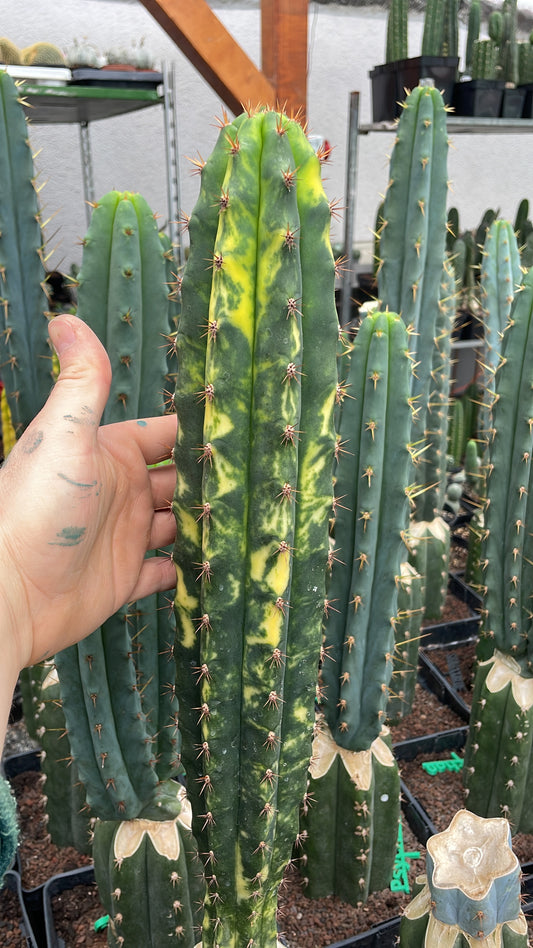 Trichocereus pachanoi Klon Ogrod T102 variegata