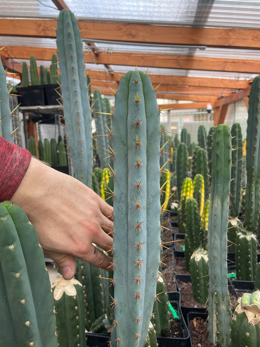 (Hybrid) Trichocereus peruvianus Sina x Sharxx Blue