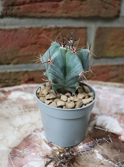 Echinocactus ingens