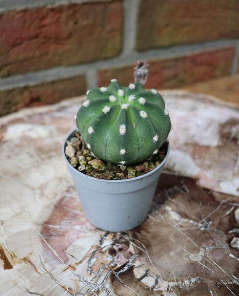 Echinopsis subdenudata