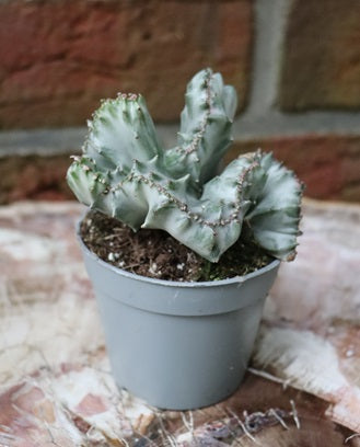 Euphorbia lactea cristat cv. white ghost "Dragon Bone"