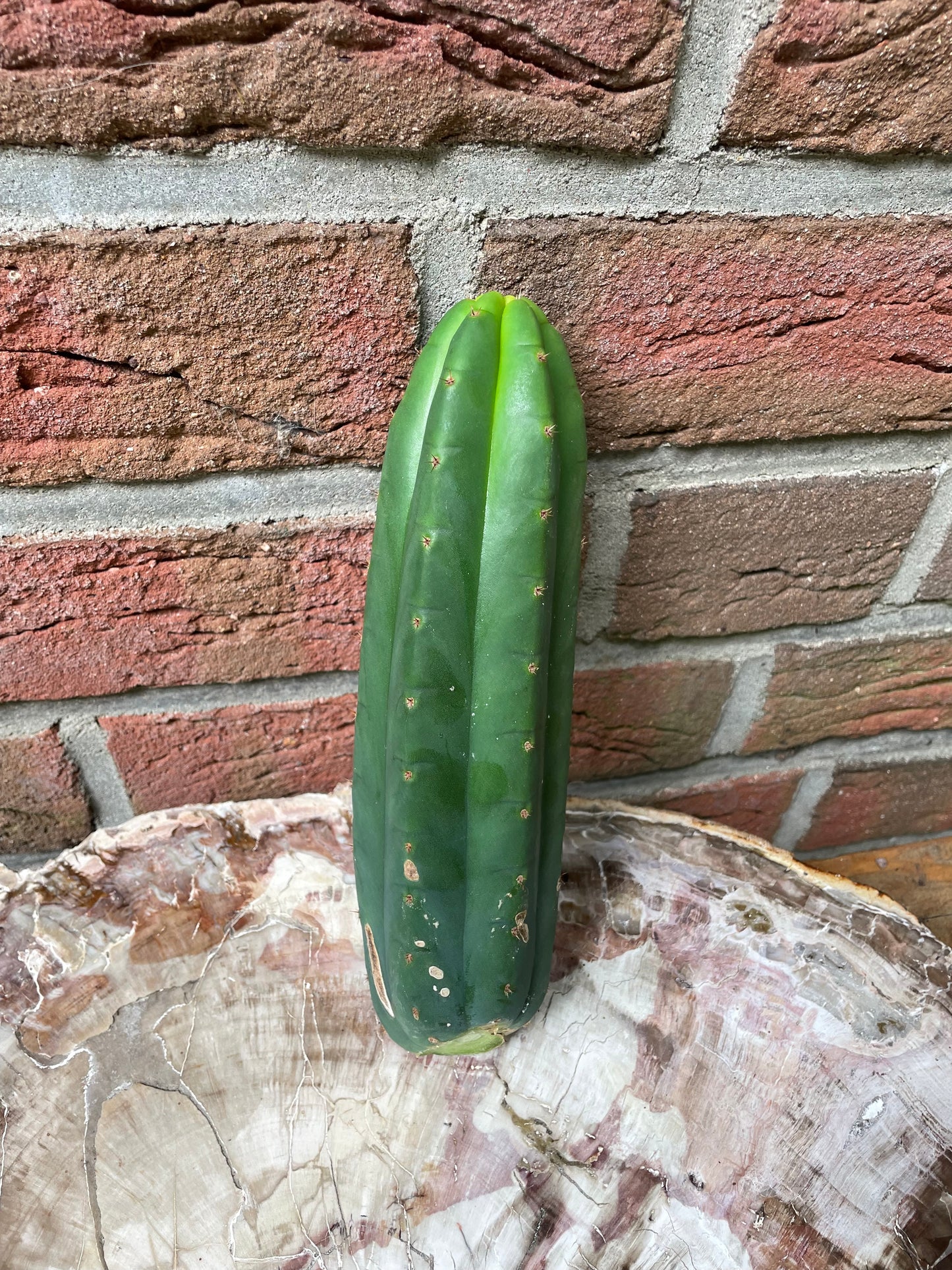 Trichocereus Pachanoi Juuls Giant [N2]