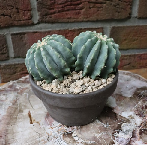 Ferocactus glaucescens inermis xxl