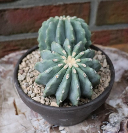 Ferocactus glaucescens inermis xxl