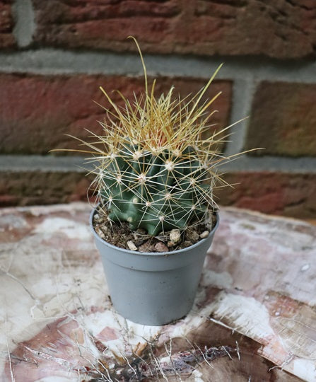 Ferocactus hamatacanthus