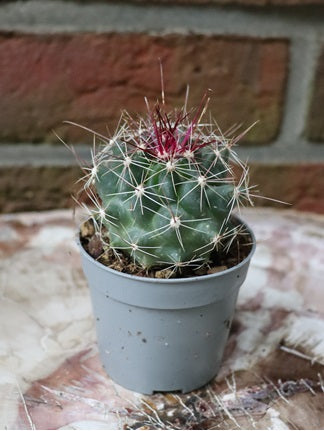 Ferocactus hamatacanthus sinuatus