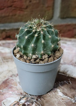 Ferocactus horridus brevispinus