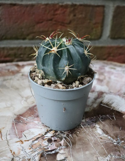 Ferocactus macrodiscus