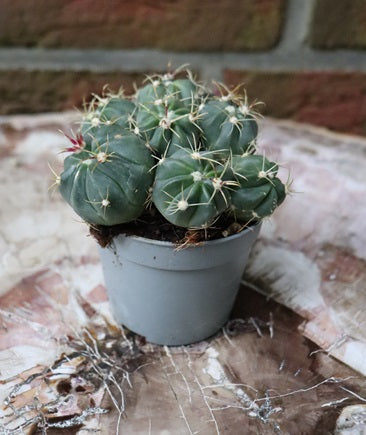 Ferocactus macrodiscus