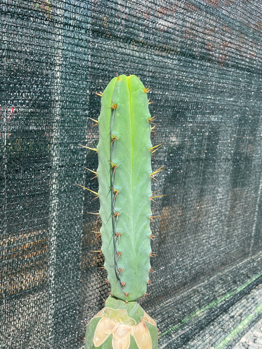 Trichocereus bridgesii Klon Eileen