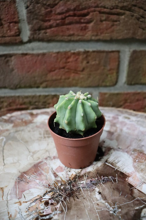 Ferrocactus glaucescens inermis