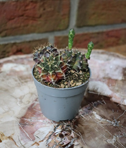 Gymnocalycium mihanovichii variegata