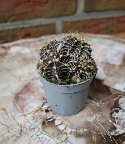 Gymnocalycium mihanovichii variegata