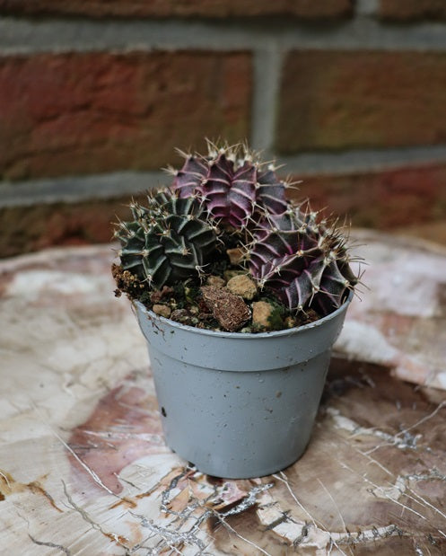 Gymnocalycium mihanovichii variegata