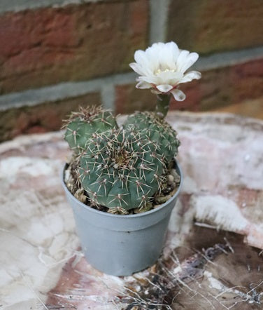 Gymnocalycium quehlianum