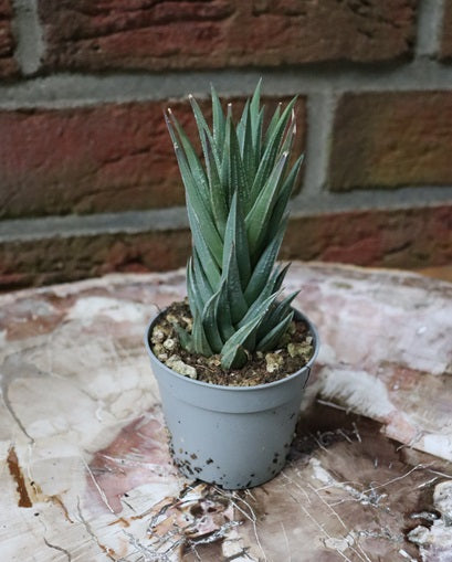 Haworthia glauca