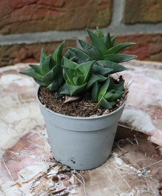Haworthia viscosa
