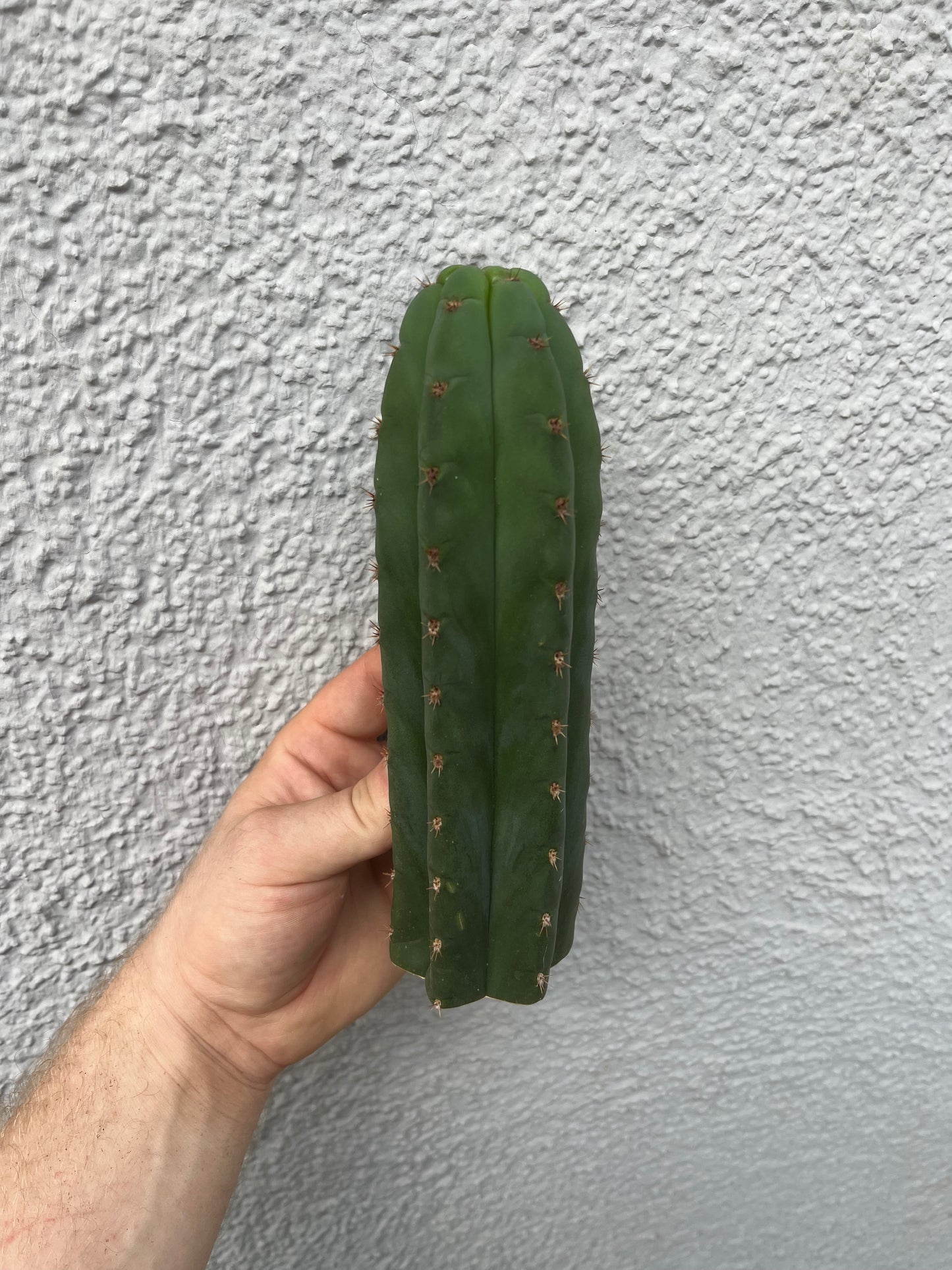 Trichocereus pachanoi 15-25cm