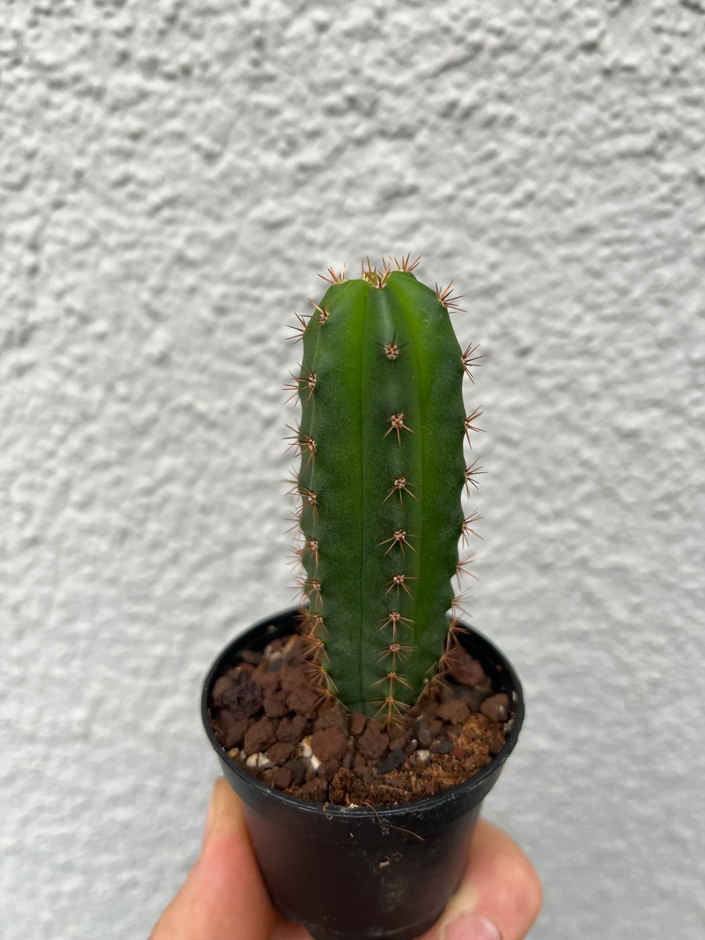 Trichocereus pachanoi “Red spine” OP Sämling