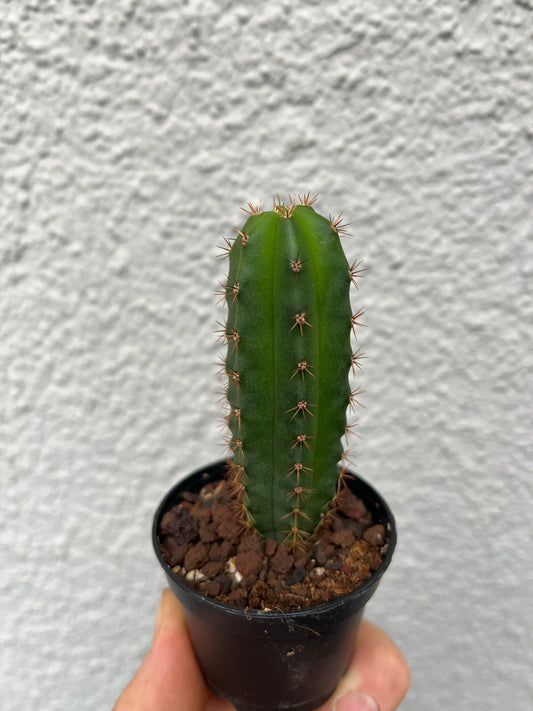 Trichocereus pachanoi “Red spine” OP Sämling