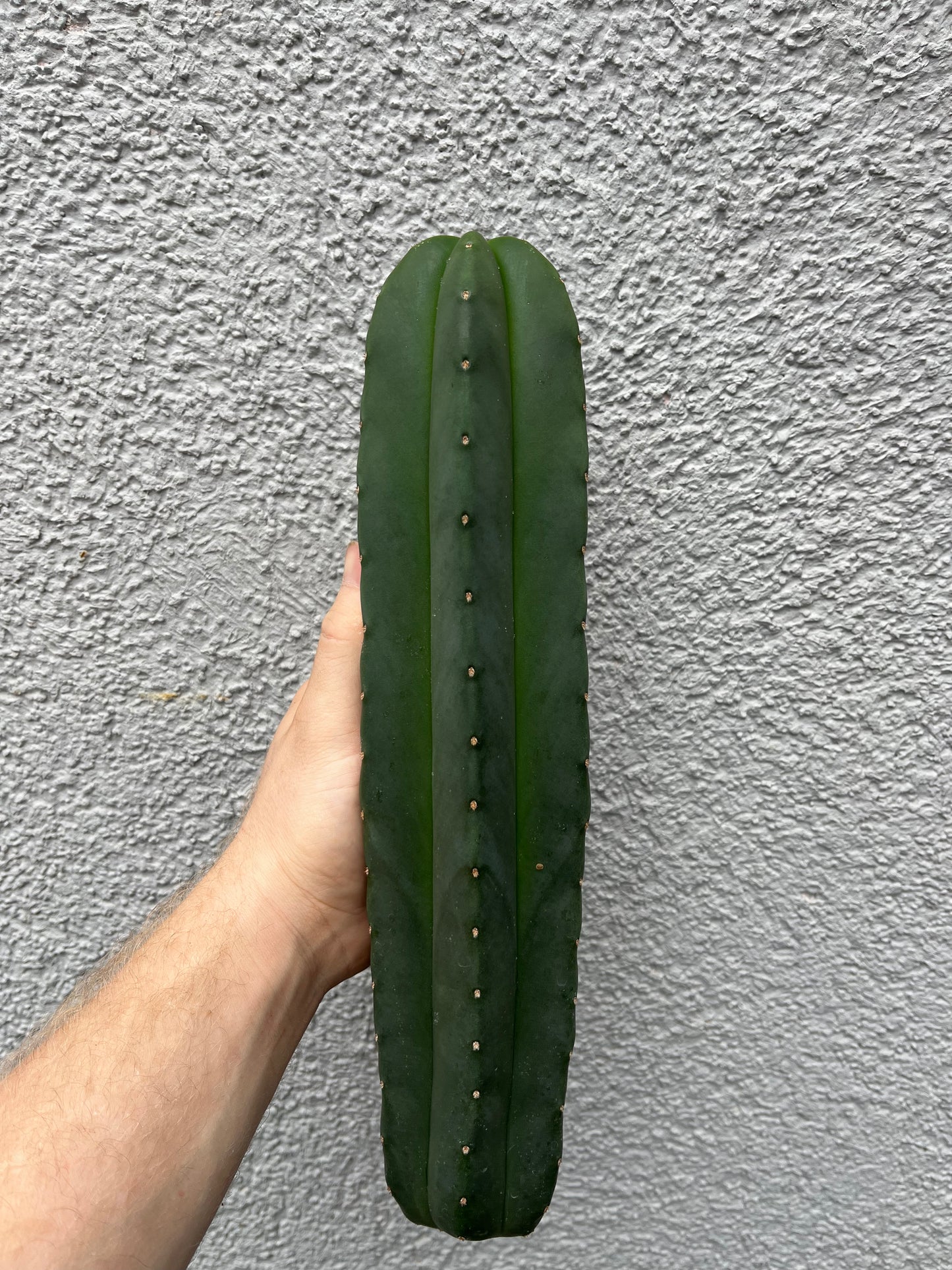 Trichocereus scopulicola