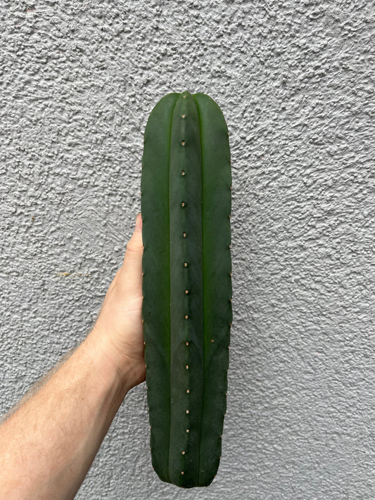 Trichocereus scopulicola