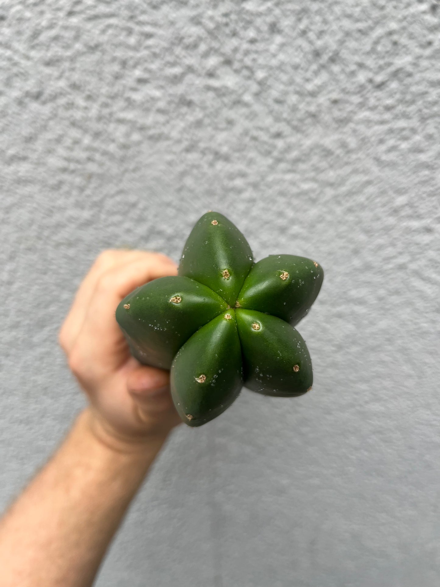 Trichocereus scopulicola