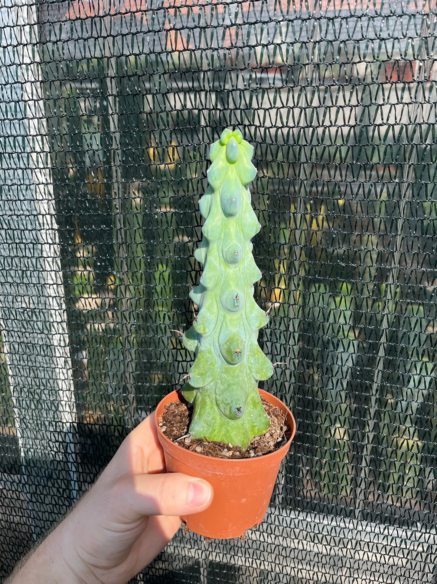 Boobie Cactus – Myrtillocactus geometrizans ‘Fukurokuryuzinboku’