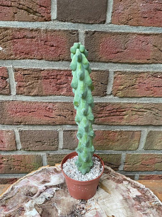 XXL Myrtillocactus geometrizans „boobie cactus“