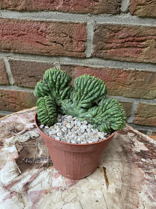 Trichocereus pachanoi cristata