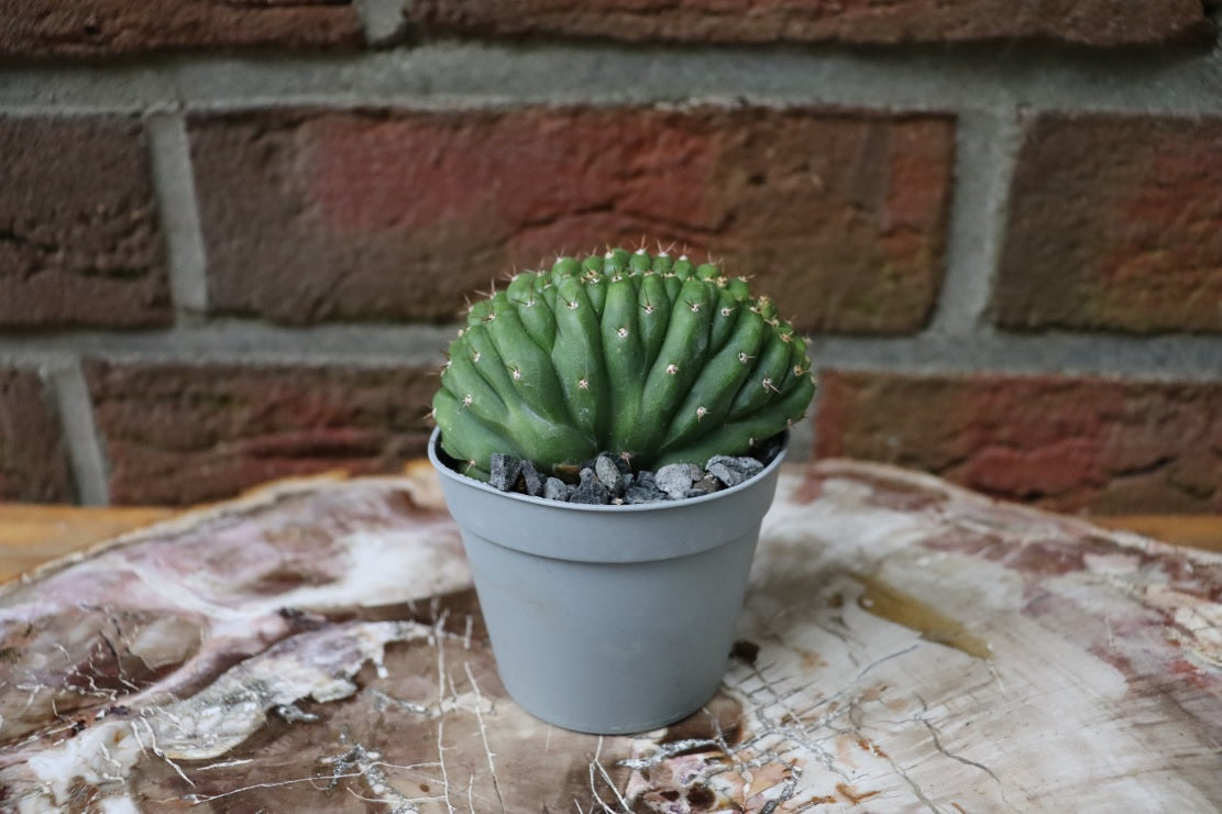 Trichocereus pachanoi cristata