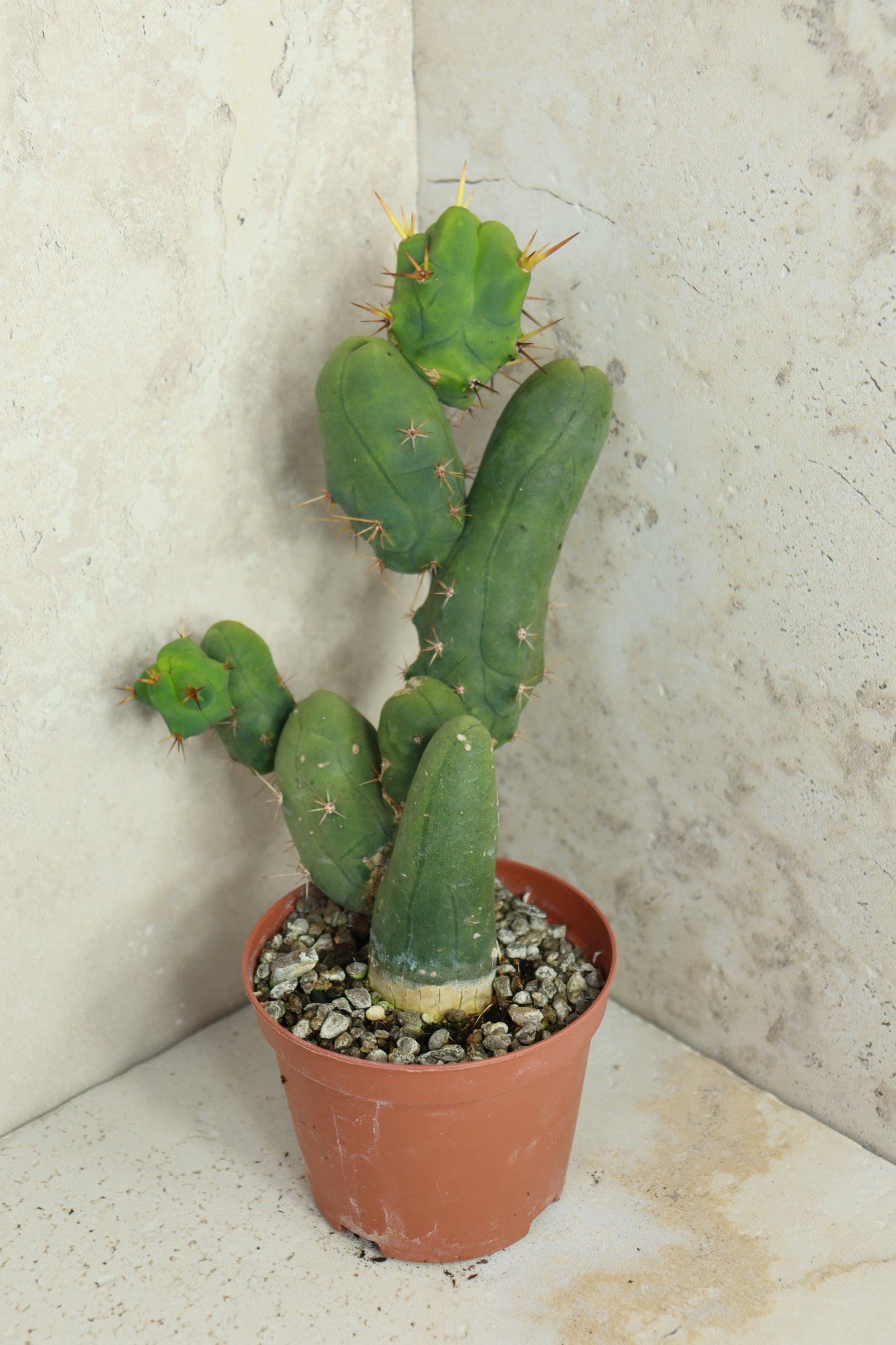 Trichocereus bridgesii monstrosus – Einzelstück #0007