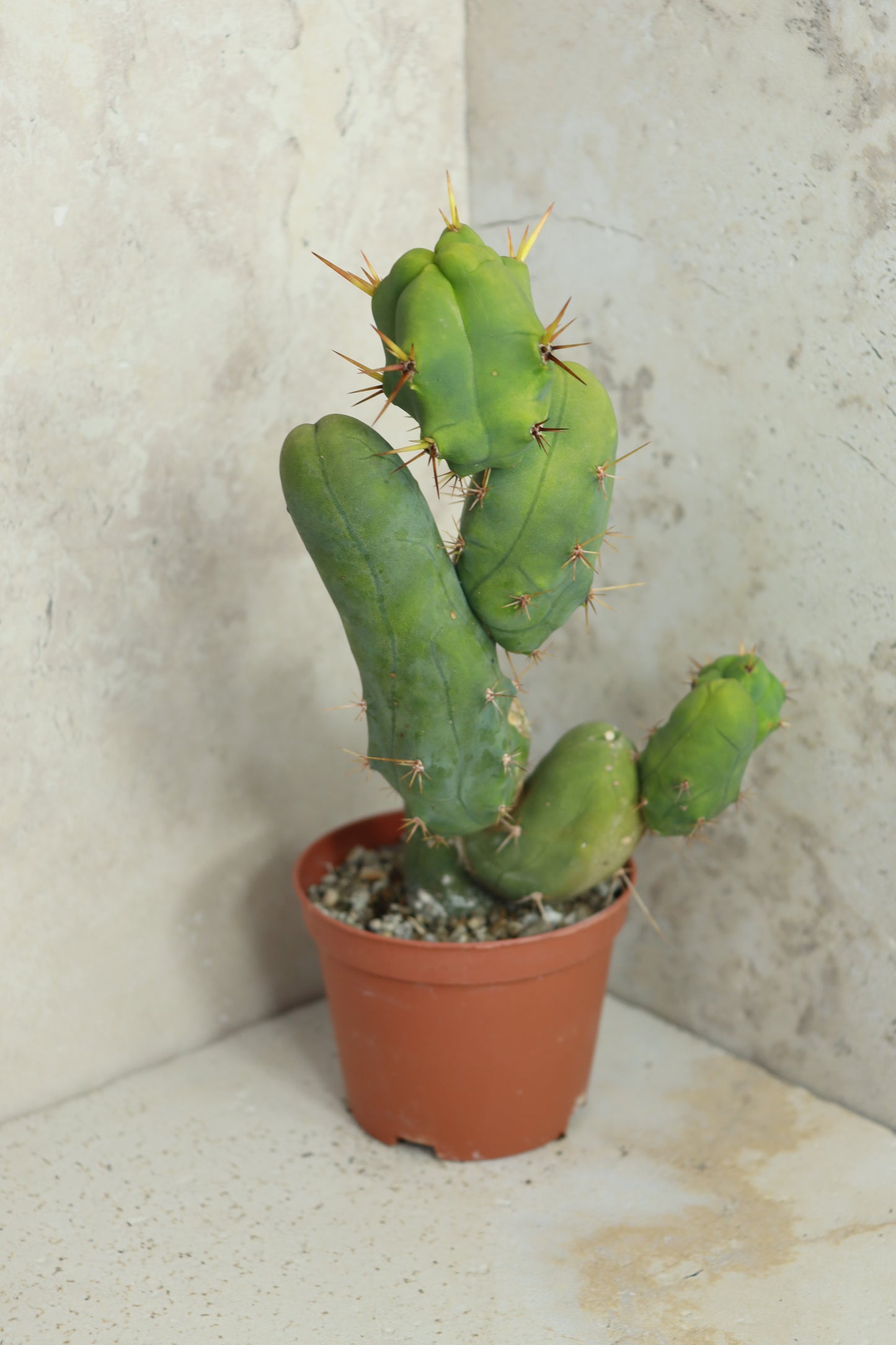 Trichocereus bridgesii monstrosus – Einzelstück #0007