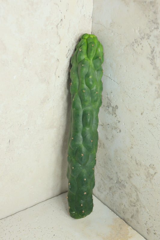 Trichocereus pachanoi monstrosus– Einzelstück #0001