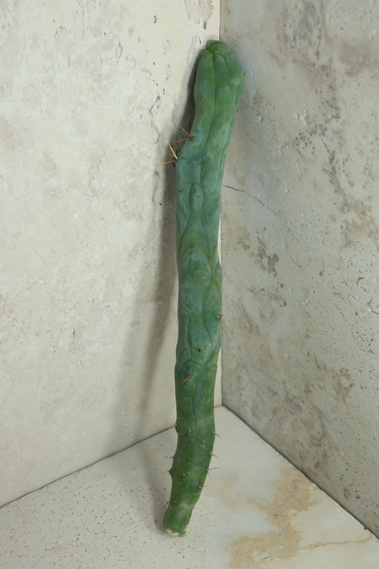 Trichocereus bridgesii monstrosus long – Einzelstück #0002