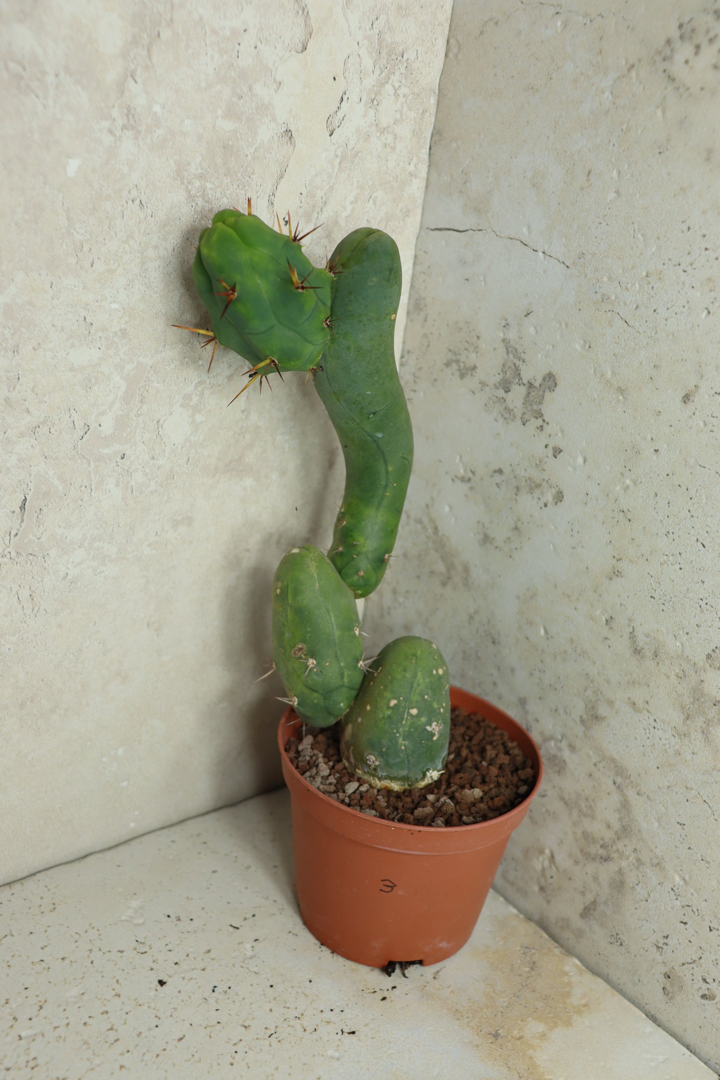 Trichocereus bridgesii monstrosus – Einzelstück #0003