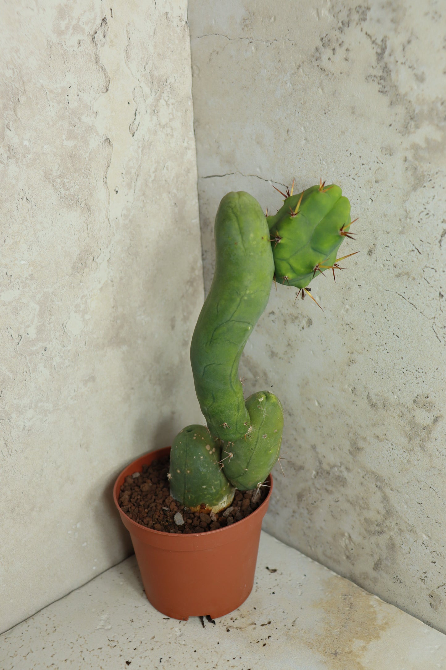 Trichocereus bridgesii monstrosus – Einzelstück #0003