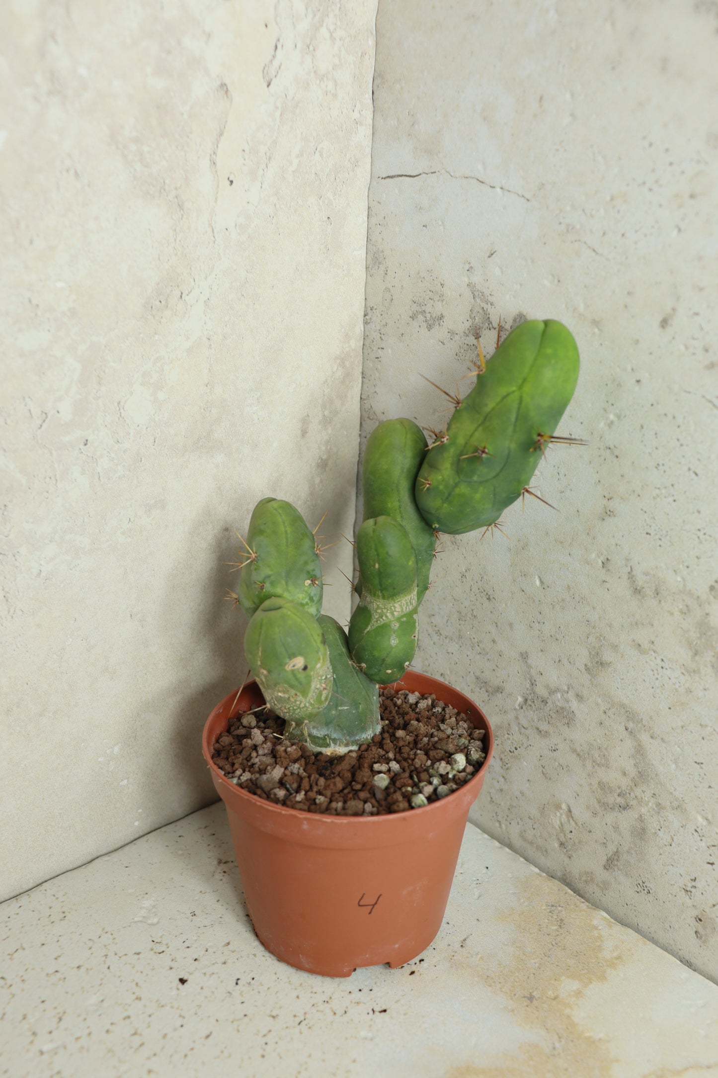 Trichocereus bridgesii monstrosus – Einzelstück #0004