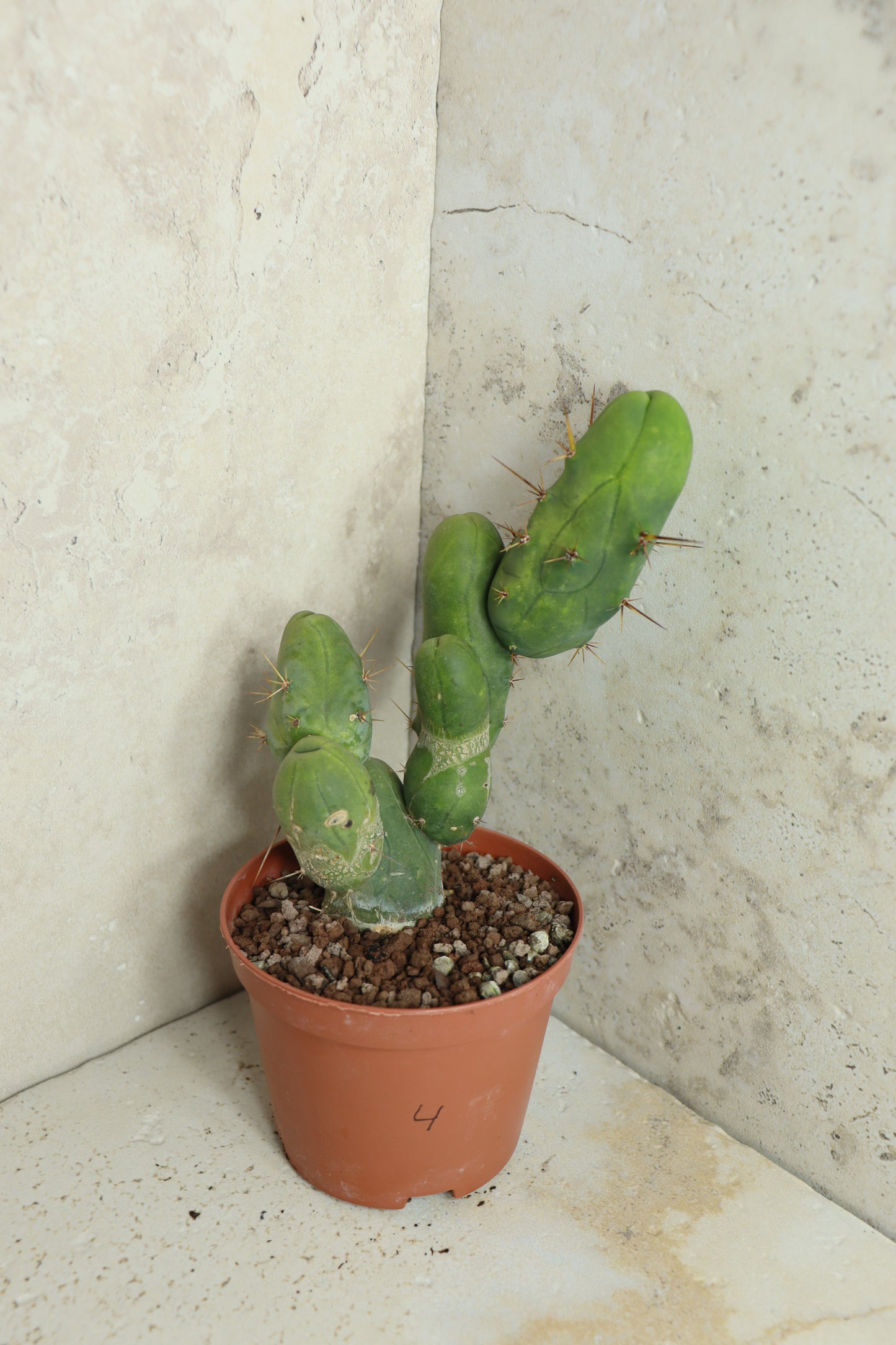 Trichocereus bridgesii monstrosus – Einzelstück #0004